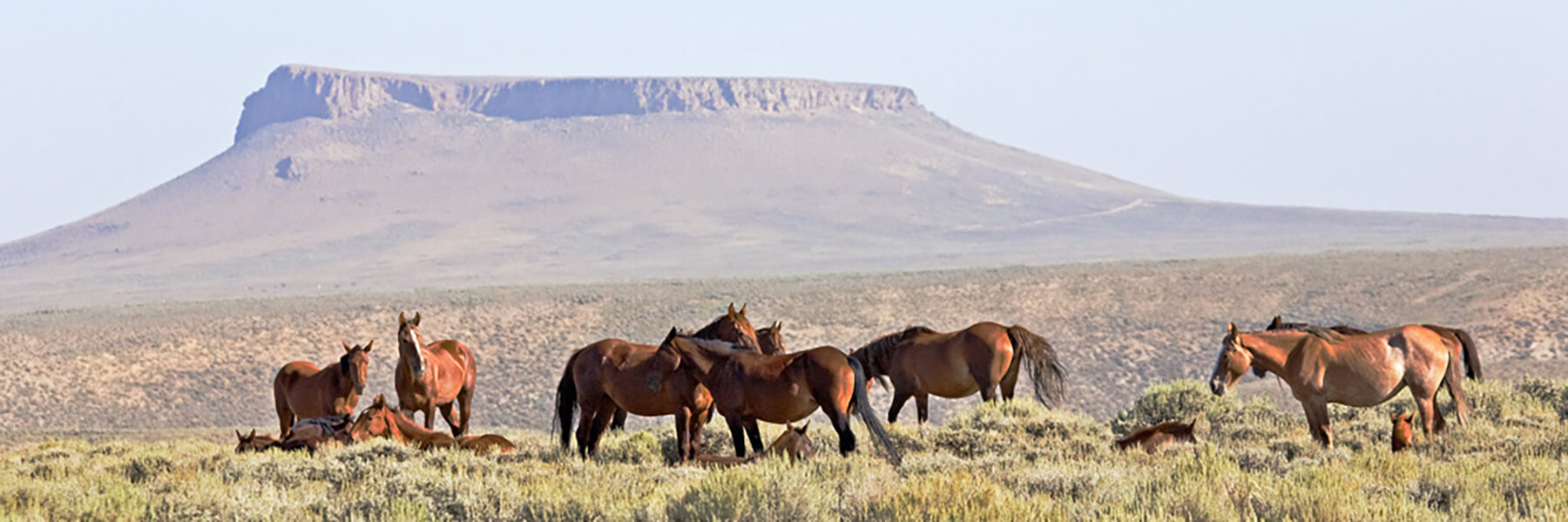 Wild horses seen in front of Pilot Butte rock formation in Wyoming